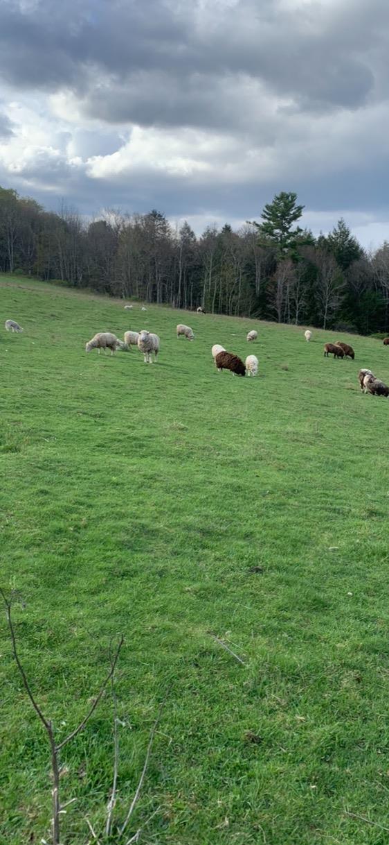3 Burr Road Cochecton, NY 12726 - Photo 10 of 16 a view of outdoor space with mountain view