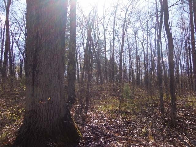 Lot 22 Poplar Road Lake Tomahawk, WI 54539 - Photo 5 of 11 Gallery Image 5
