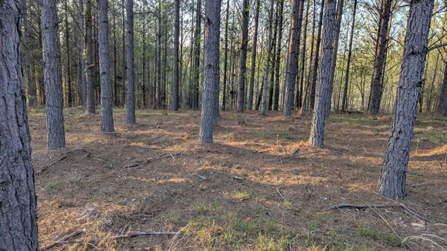 a view of a backyard with trees