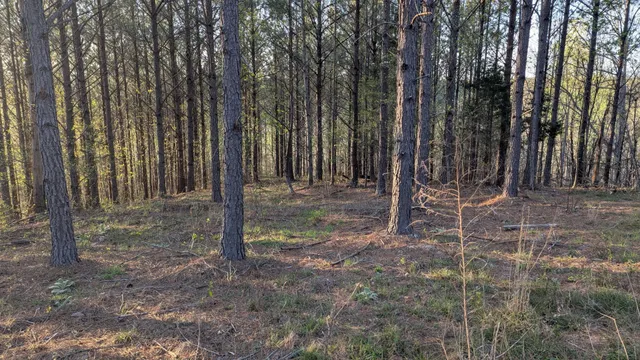 a view of a backyard with trees