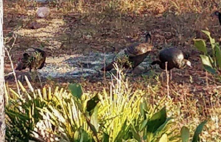 Lot 2 Antioch Cemetery Road Ponce de Leon, FL 32455 - Photo 5 of 6 a close up of a sink