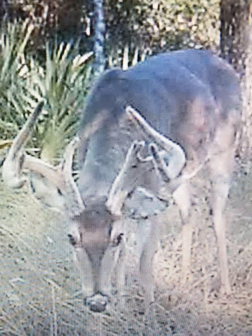 Lot 2 Antioch Cemetery Road Ponce de Leon, FL 32455 - Photo 6 of 6 a view of a dry yard with trees