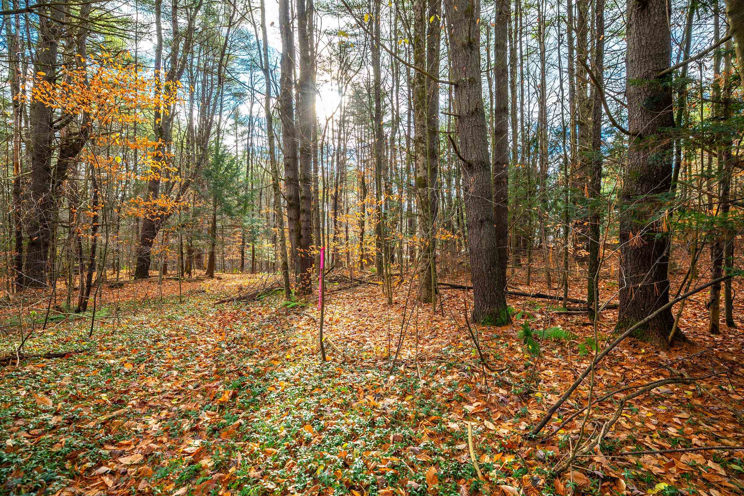 40 East Putney Brook Road Putney, VT 05346 - Photo 18 of 38