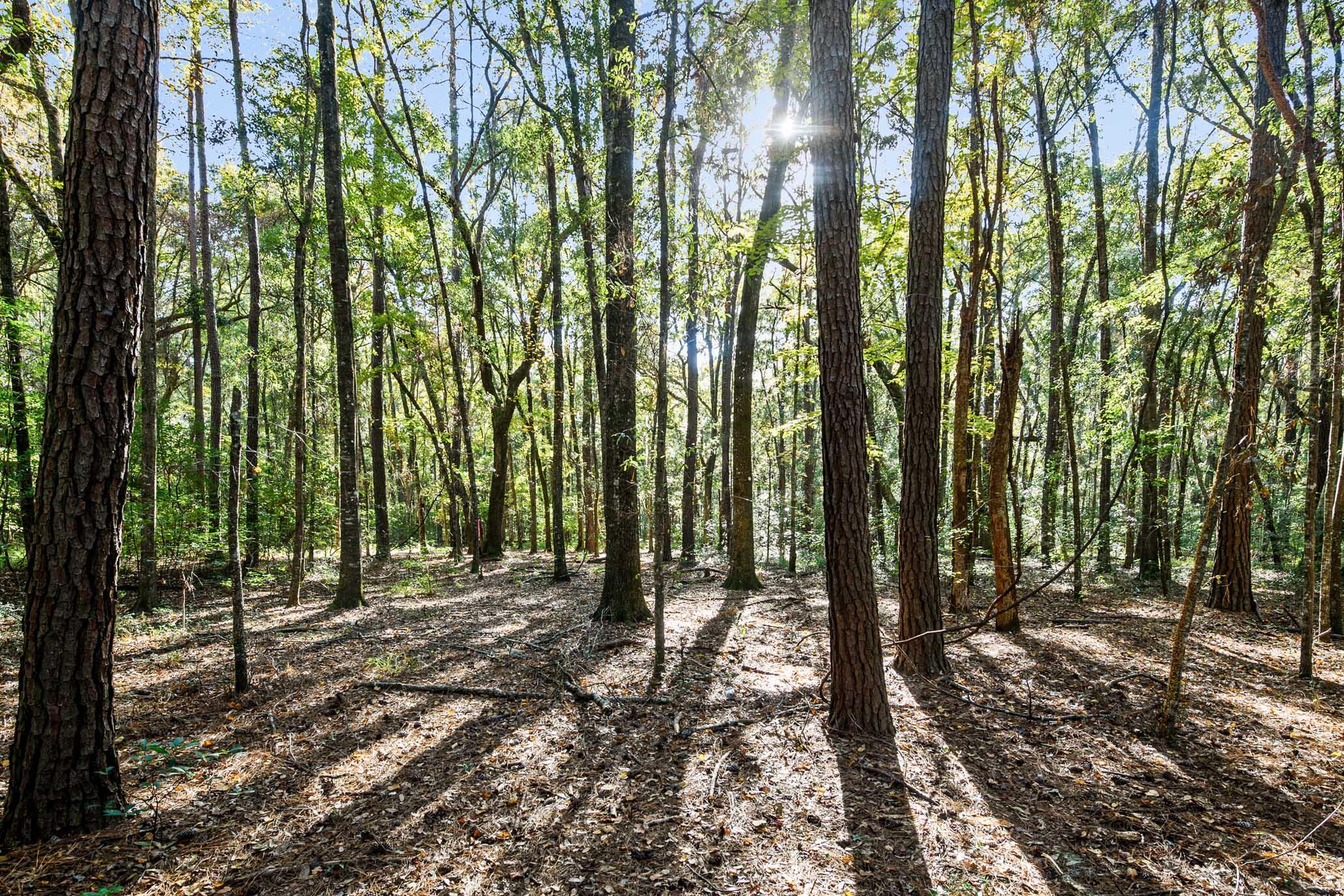 2515 Joseph Pearline Road Johns Island, SC 29455 - Photo 2 of 12 HFL_PLOW GROUND RD_30 ACRES-3