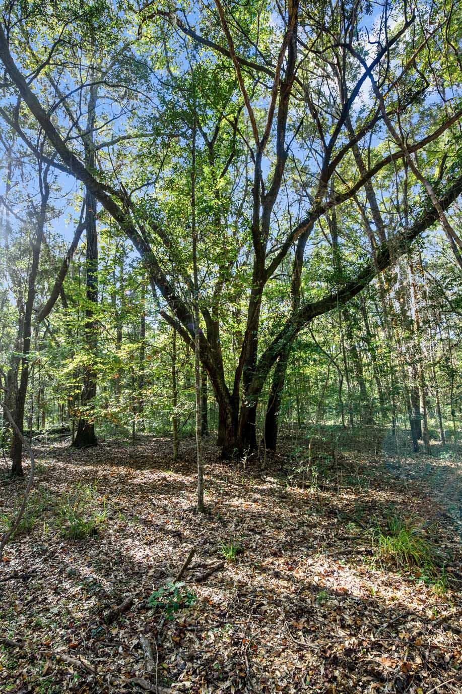 2515 Joseph Pearline Road Johns Island, SC 29455 - Photo 3 of 12 HFL_PLOW GROUND RD_30 ACRES-4