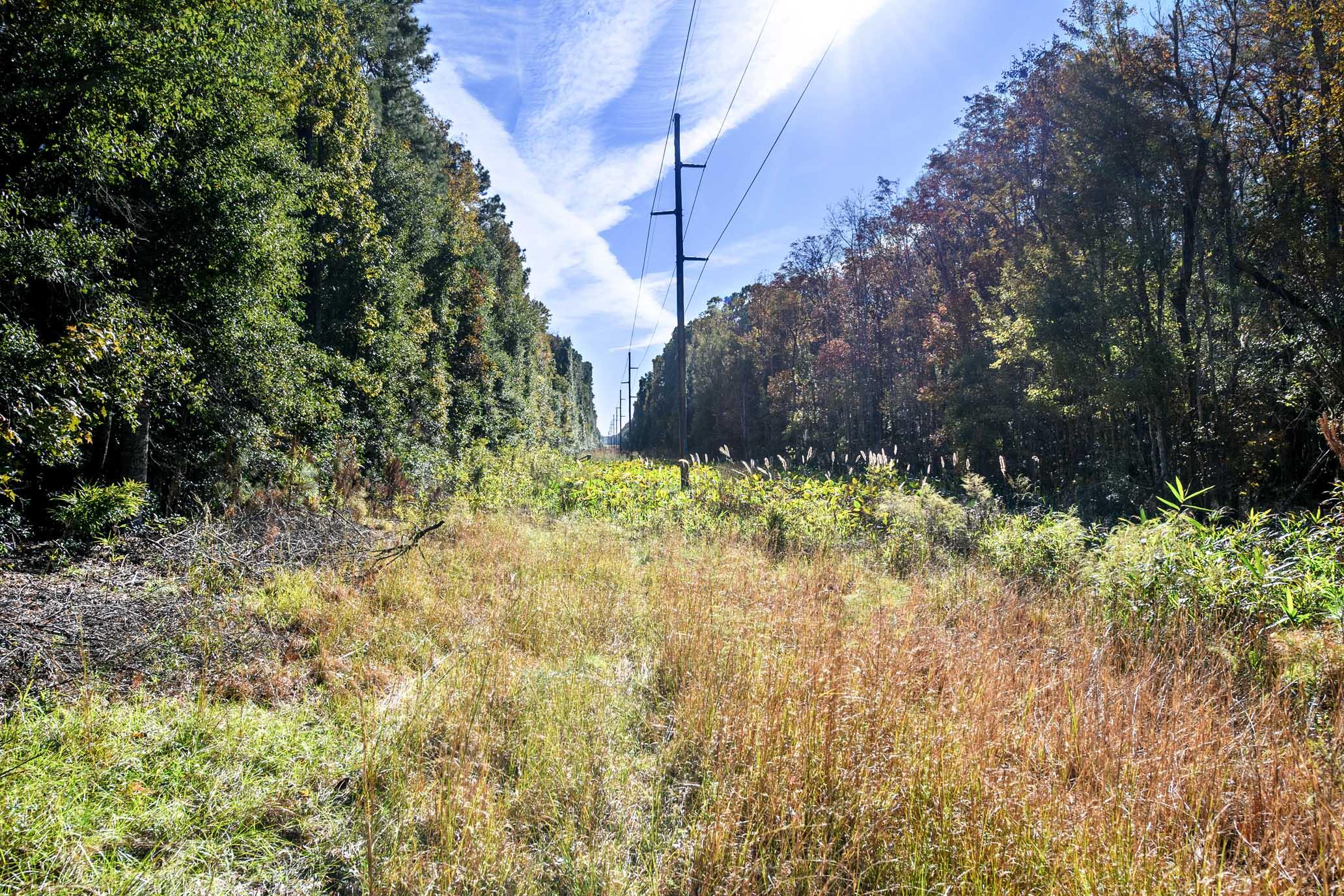 2515 Joseph Pearline Road Johns Island, SC 29455 - Photo 6 of 12 HFL_PLOW GROUND RD_30 ACRES-8