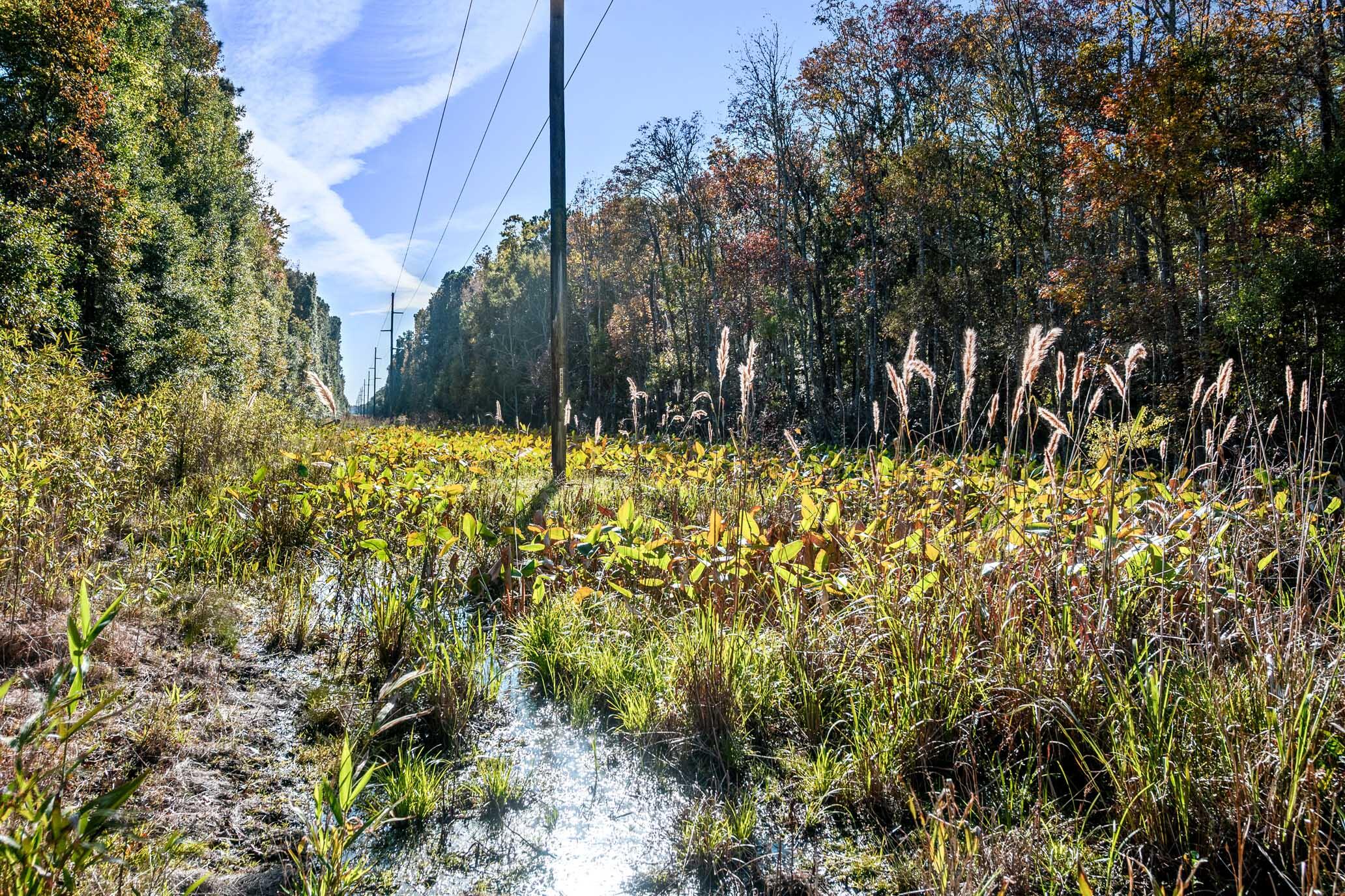 2515 Joseph Pearline Road Johns Island, SC 29455 - Photo 7 of 12 HFL_PLOW GROUND RD_30 ACRES-9