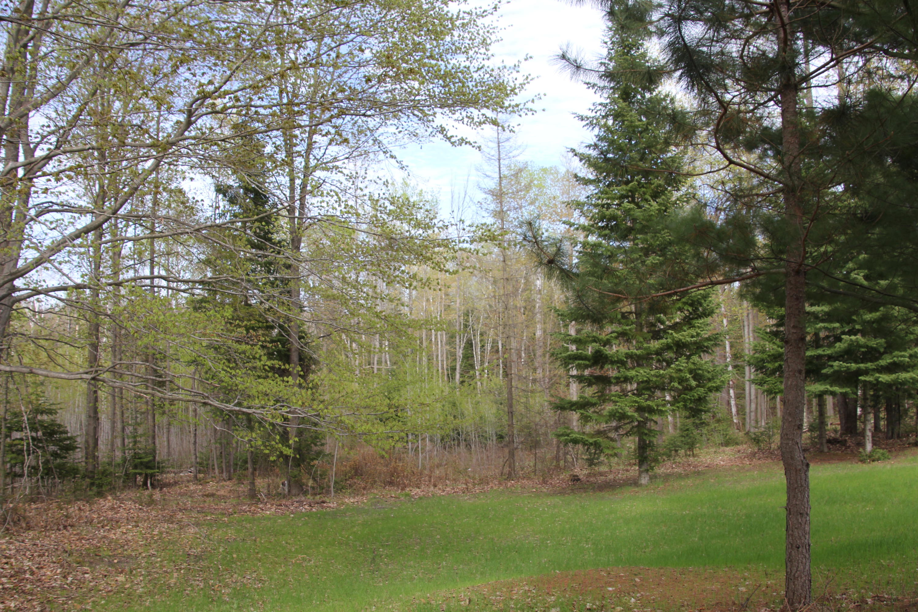 Hall Road Atlanta, MI 49709 - Photo 31 of 62 Gallery Image 31