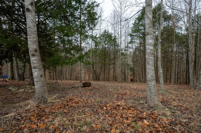 a view of a yard with trees