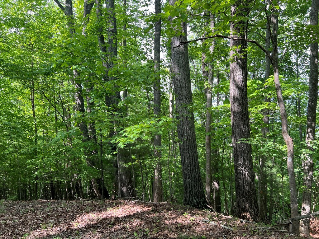 Lot 26 Longview Ridge Hayesville, NC 28904 - Photo 6 of 17