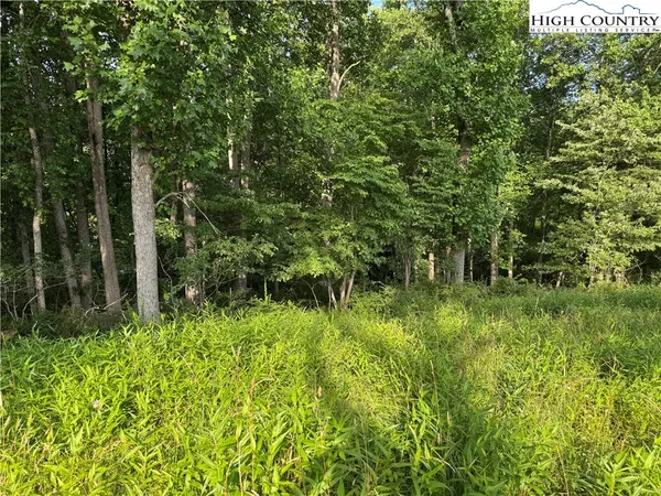 a lush green forest with lots of trees