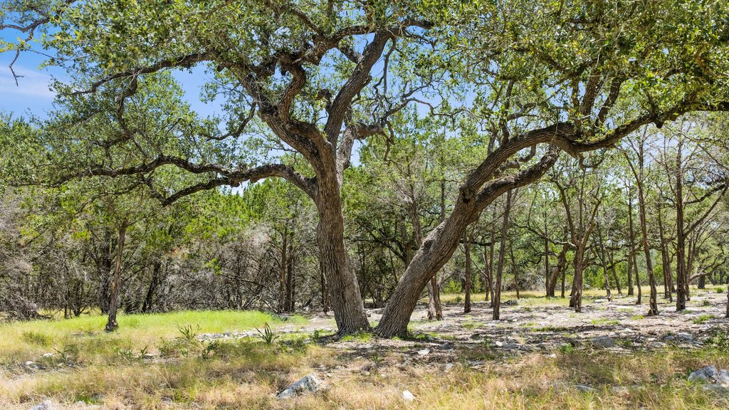 Mature oak trees anchor the natural landscape of this expansive property.
