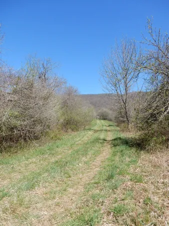 a view of a yard with an trees