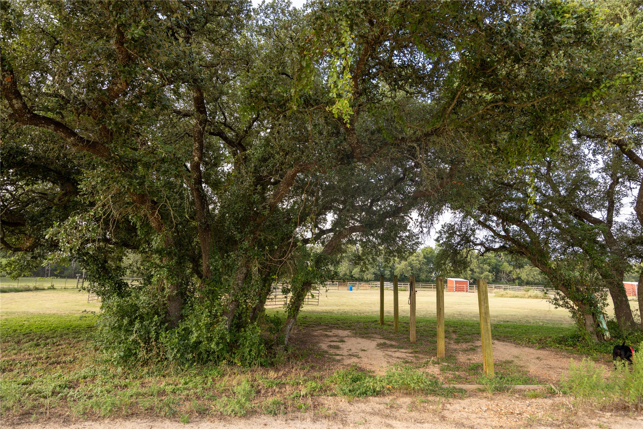 240 Lanier Ranch Road, Unit B Driftwood, TX 78619 - Photo 22 of 26 Mature trees offer natural shade and a picturesque approach to the open pasture beyond.