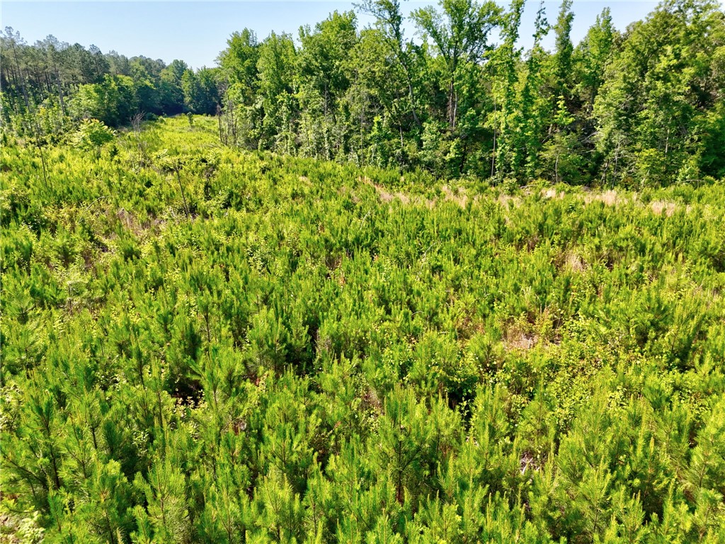 0 Horse Farm Road Iva, SC 29655 - Photo 25 of 32 Lush young pines sweep across this scenic acreage bordered by mature perimeter trees.