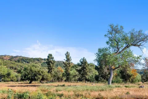 a view of a yard with a tree