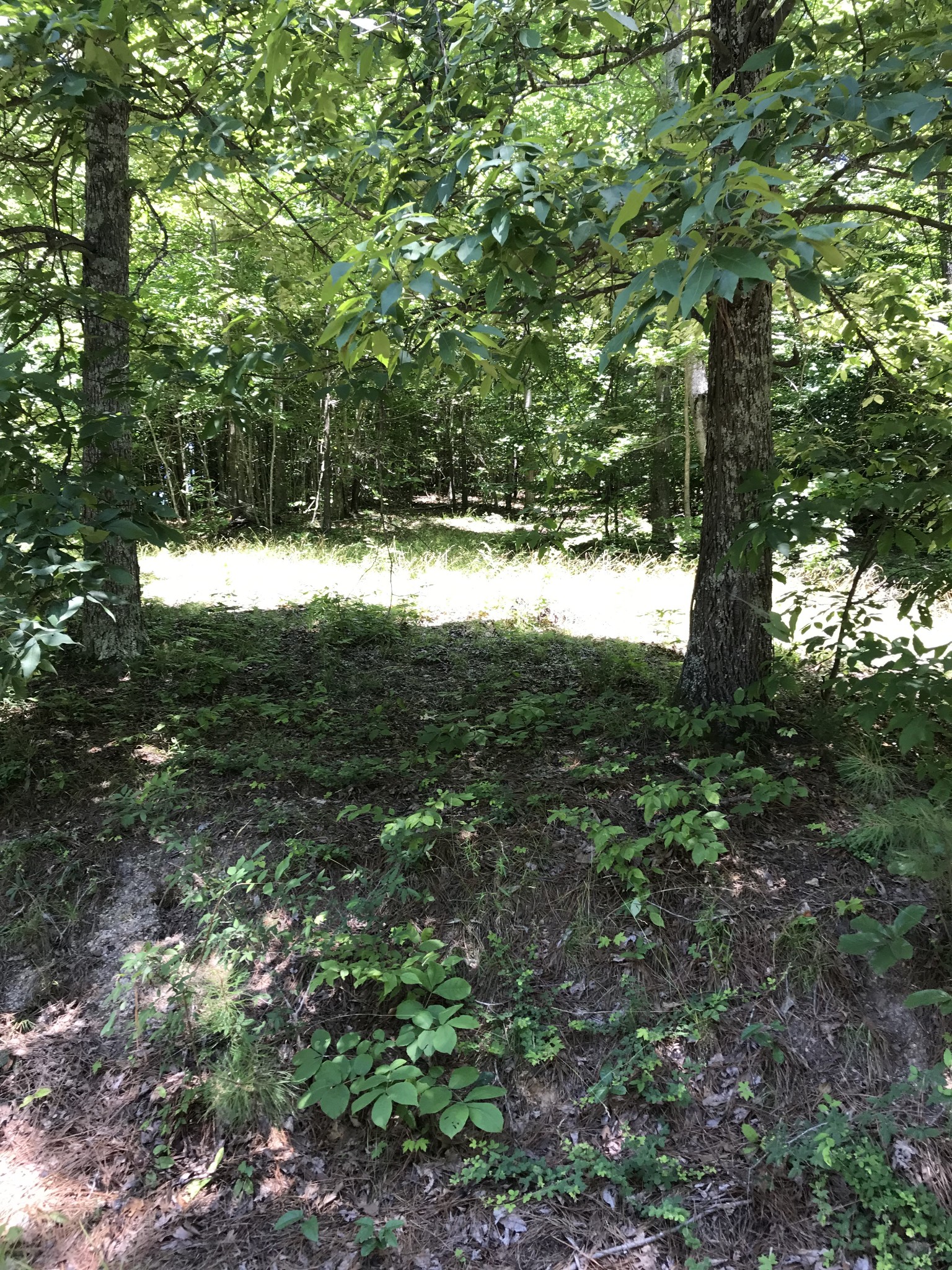 9026 Greenbriar Road Waverly, TN 37185 - Photo 4 of 19