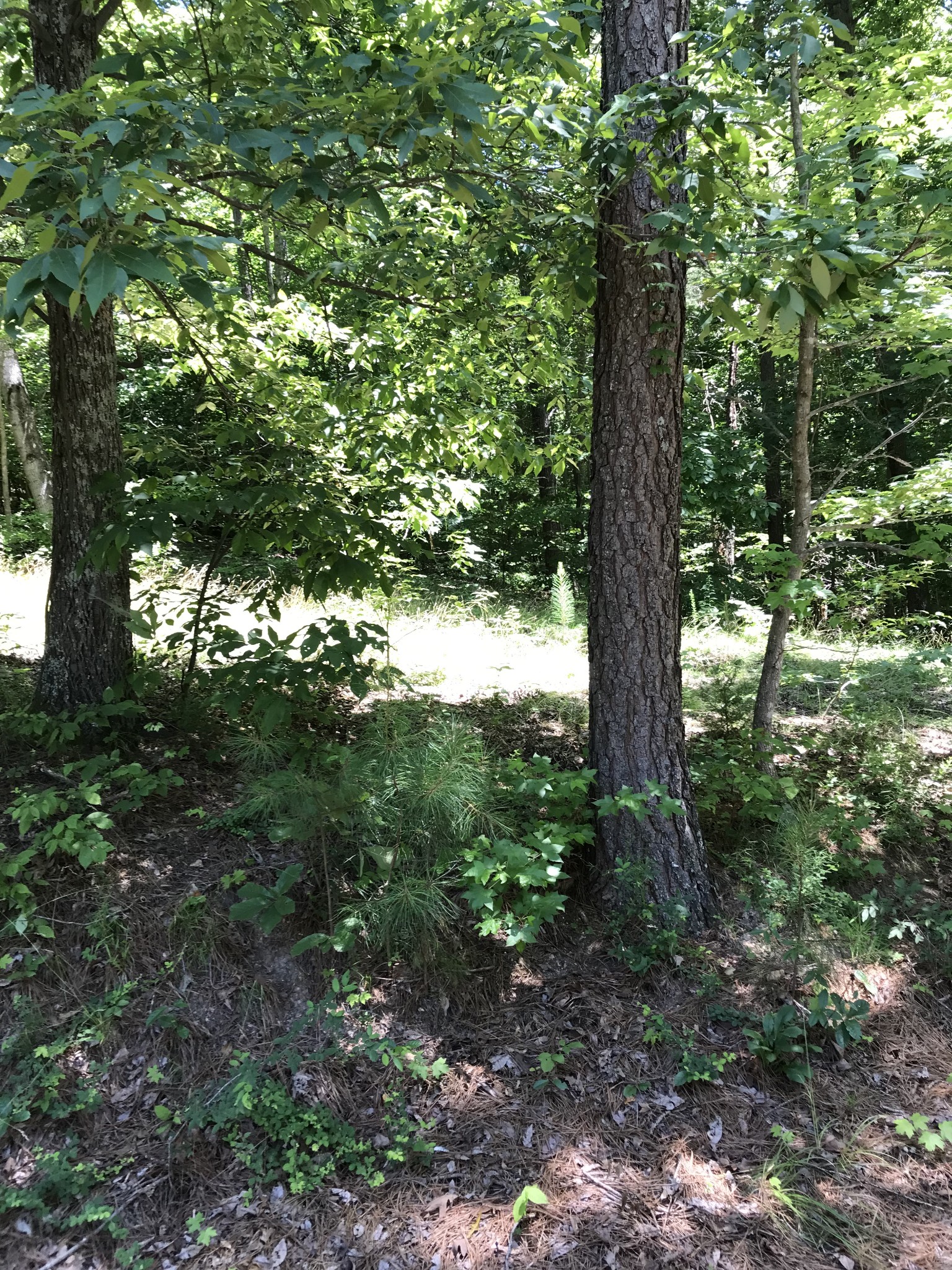 9026 Greenbriar Road Waverly, TN 37185 - Photo 5 of 19 a view of a forest that has a tree