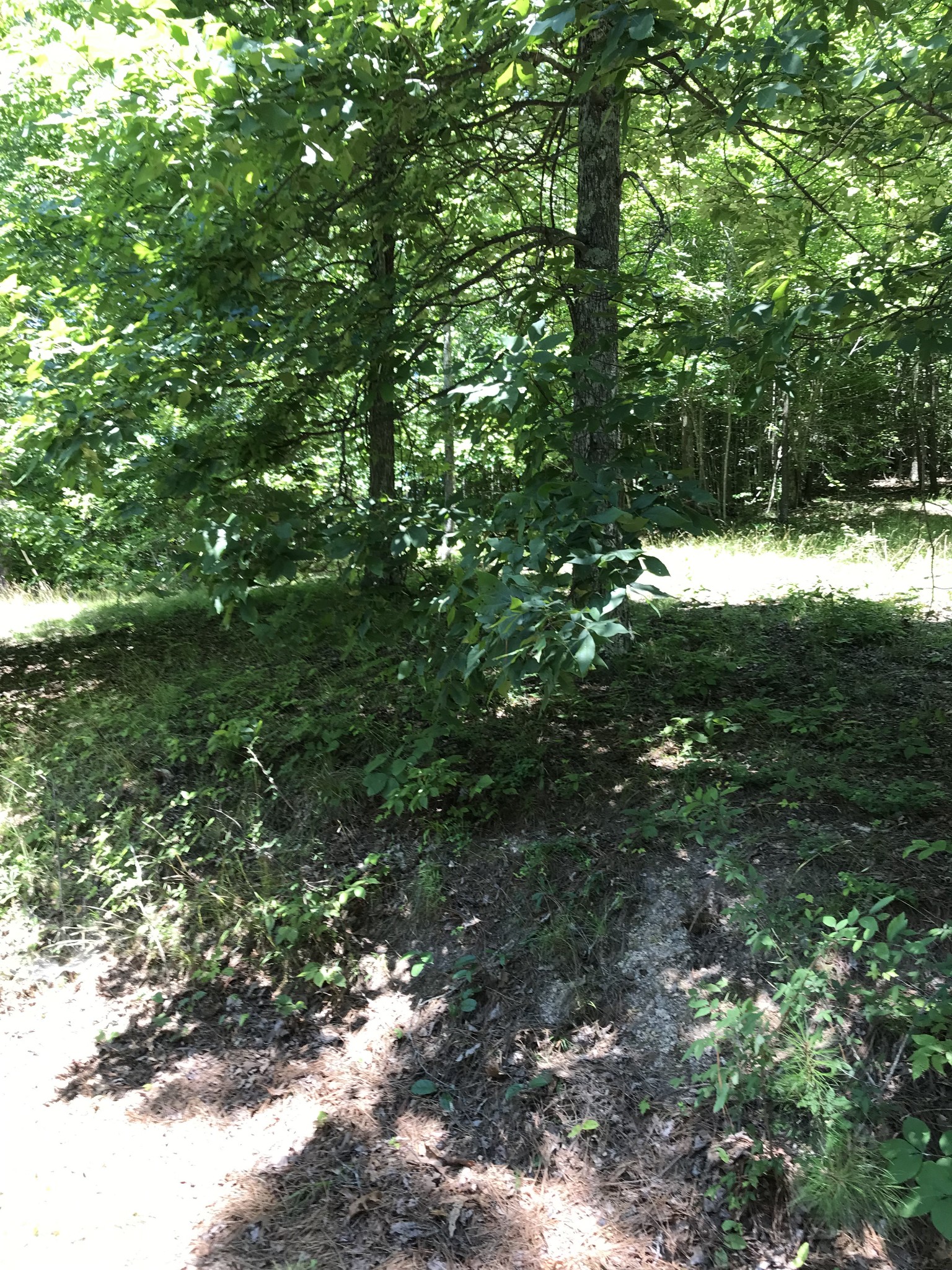 9026 Greenbriar Road Waverly, TN 37185 - Photo 6 of 19 a view of a forest with a tree