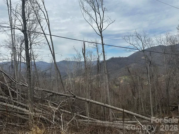 a view of a forest