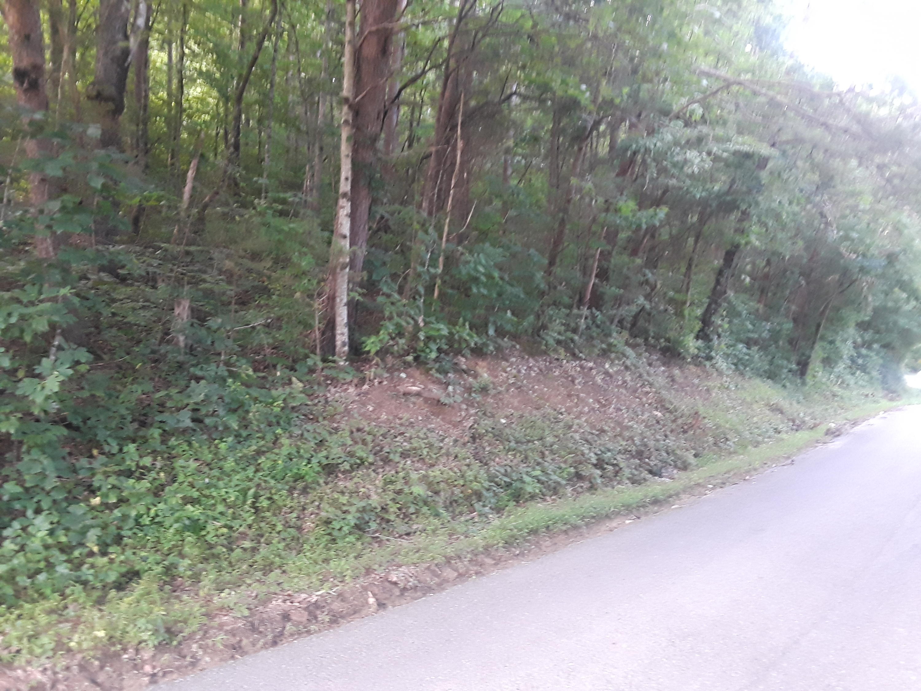 Kitts Road Luttrell, TN 37779 - Photo 1 of 7 20190628_090118