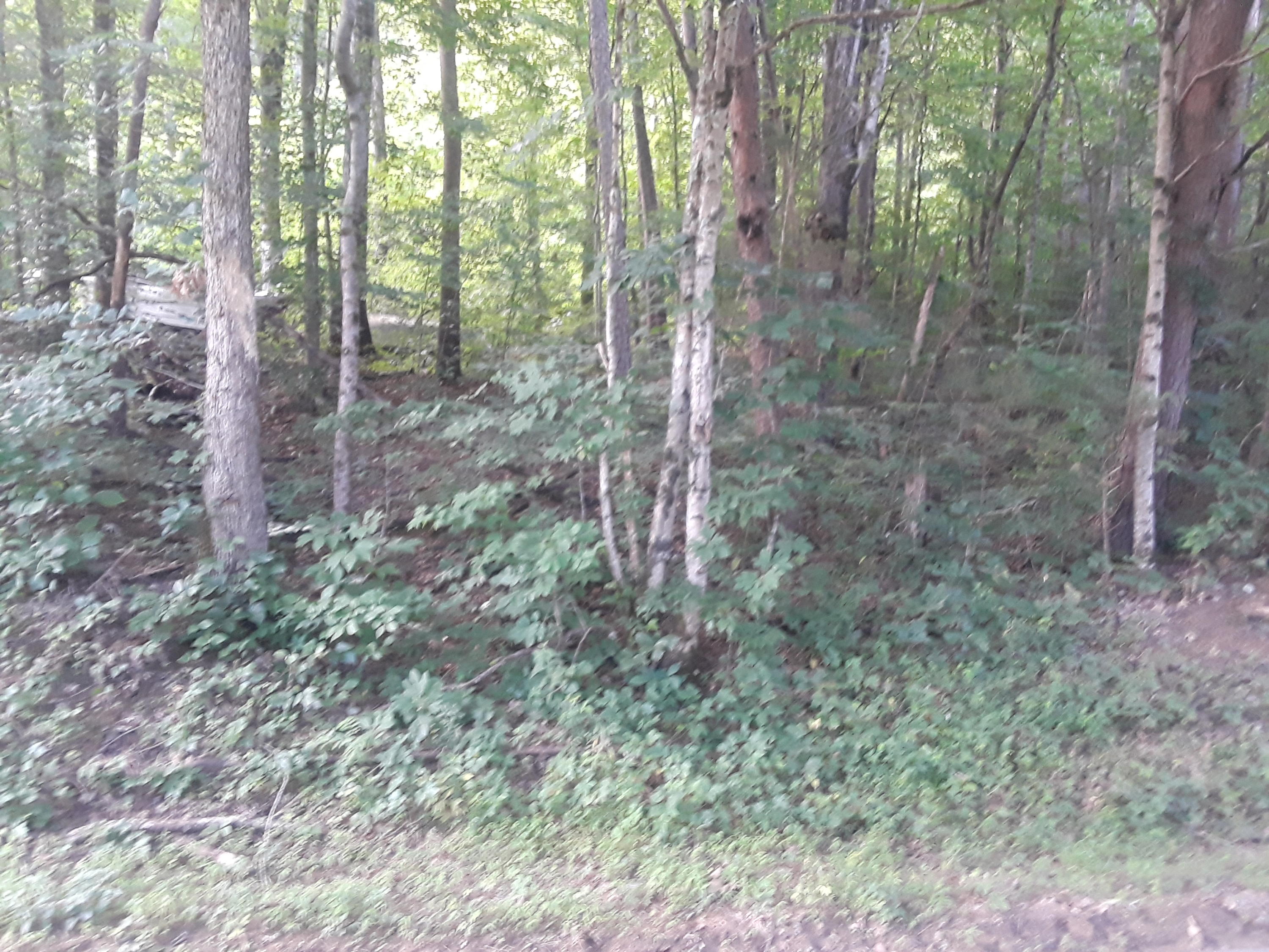 Kitts Road Luttrell, TN 37779 - Photo 3 of 7 20190628_090114