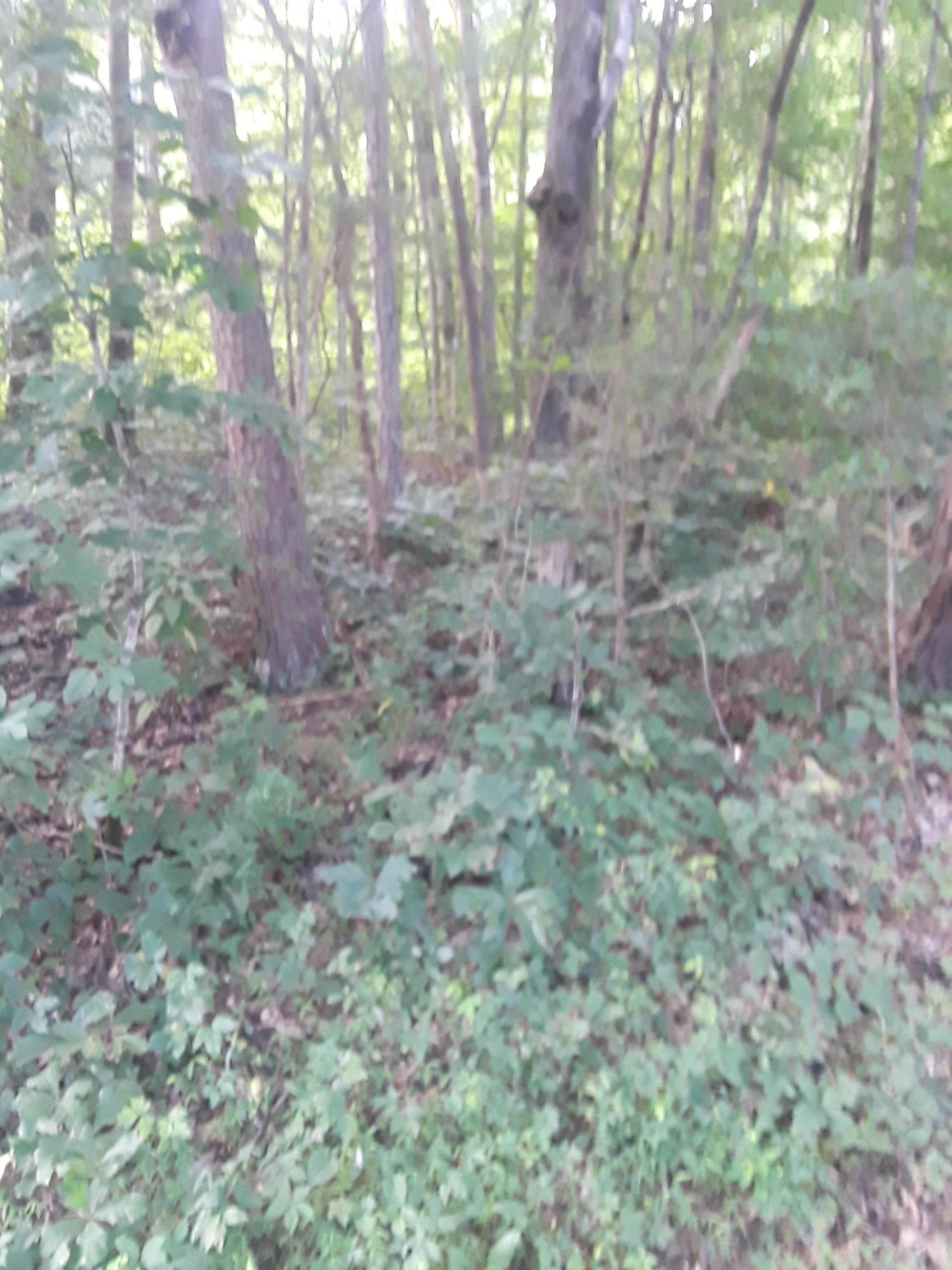 Kitts Road Luttrell, TN 37779 - Photo 7 of 7 20190628_090128