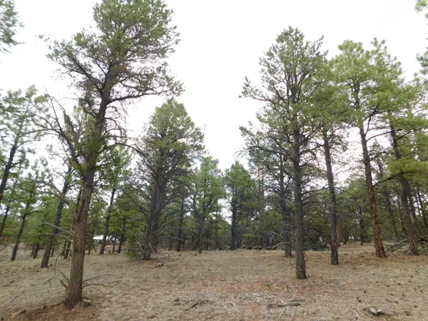 $52,500 | S2 Leon Drive, Quemado, NM 87829