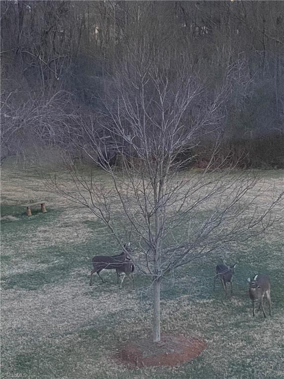 4006 Steeplegate Drive Trinity, NC 27370 - Photo 49 of 50 Backyard Deer!