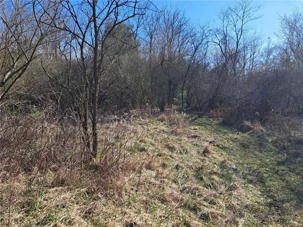 a view of a yard with trees