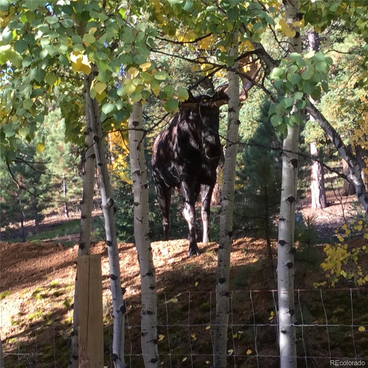 62 East Crosscut Road Bailey, CO 80421 - Photo 29 of 30
