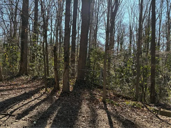 a view of a forest with trees