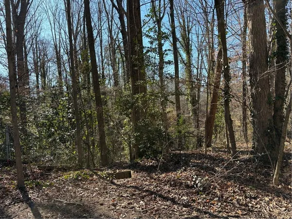 a view of a forest with trees