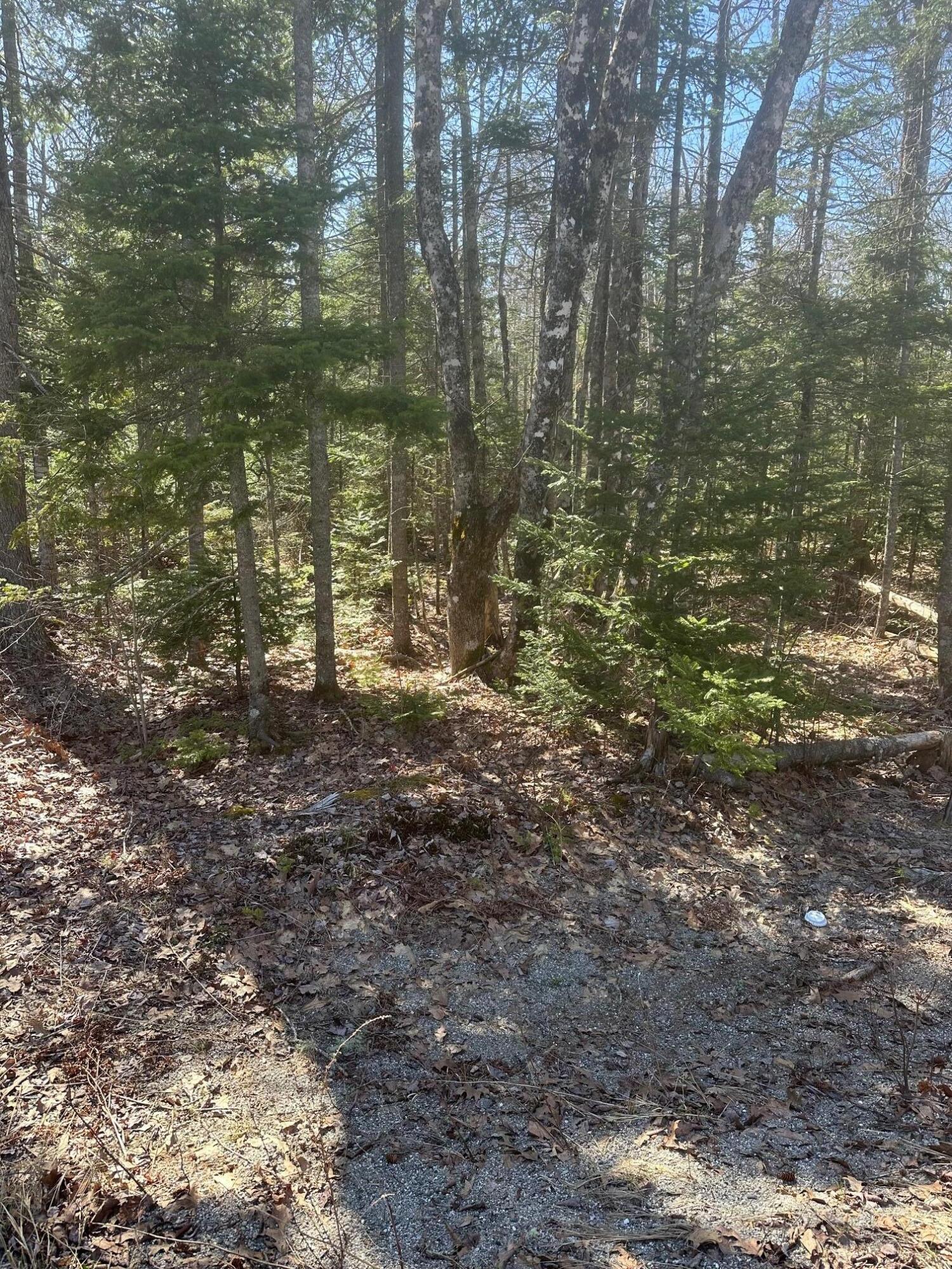 0 Route 1 Route Gouldsboro, ME 04607 - Photo 4 of 12 Woods GPR