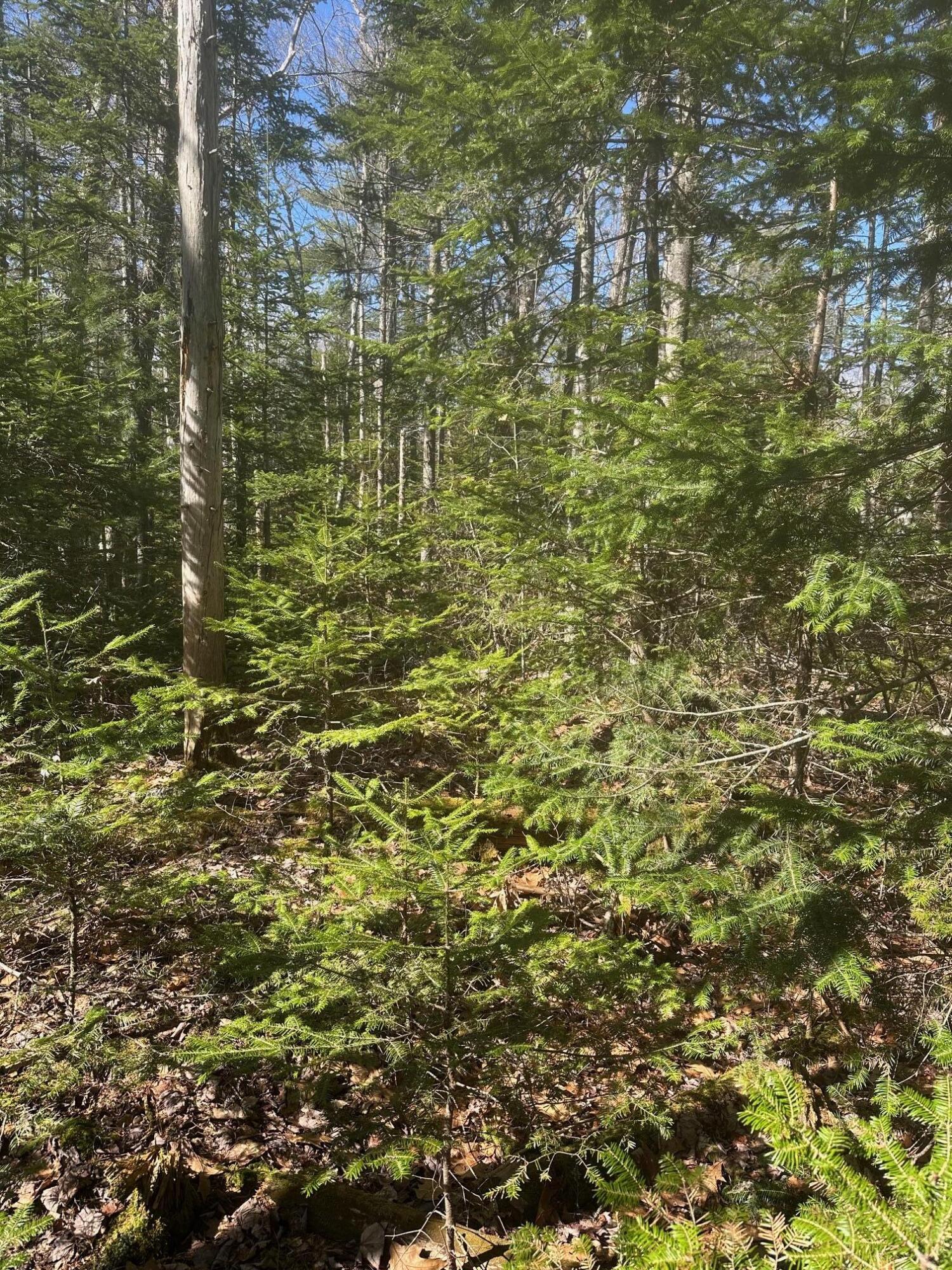 0 Route 1 Route Gouldsboro, ME 04607 - Photo 7 of 12 Trees GPR