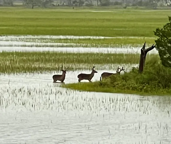$6,750,000 | 14 Waterway Island Drive, Isle of Palms, SC 29451