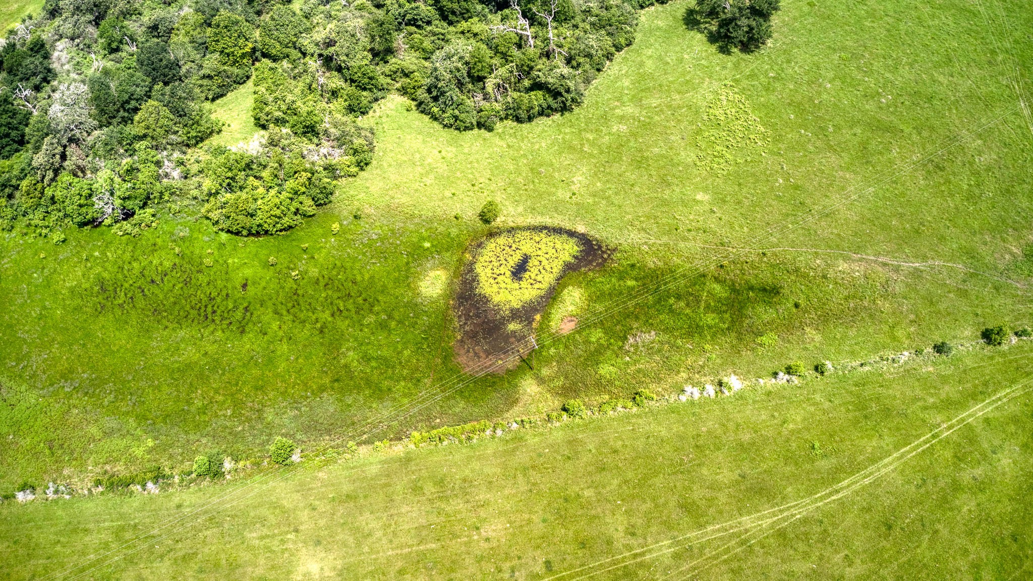 0 Fm 1488 Hempstead, TX 77445 - Photo 11 of 12 a close up of a bunch of plants and tree