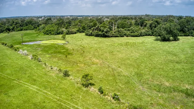 a close up of a bunch of plants and tree
