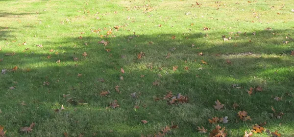 a view of a big yard of the house