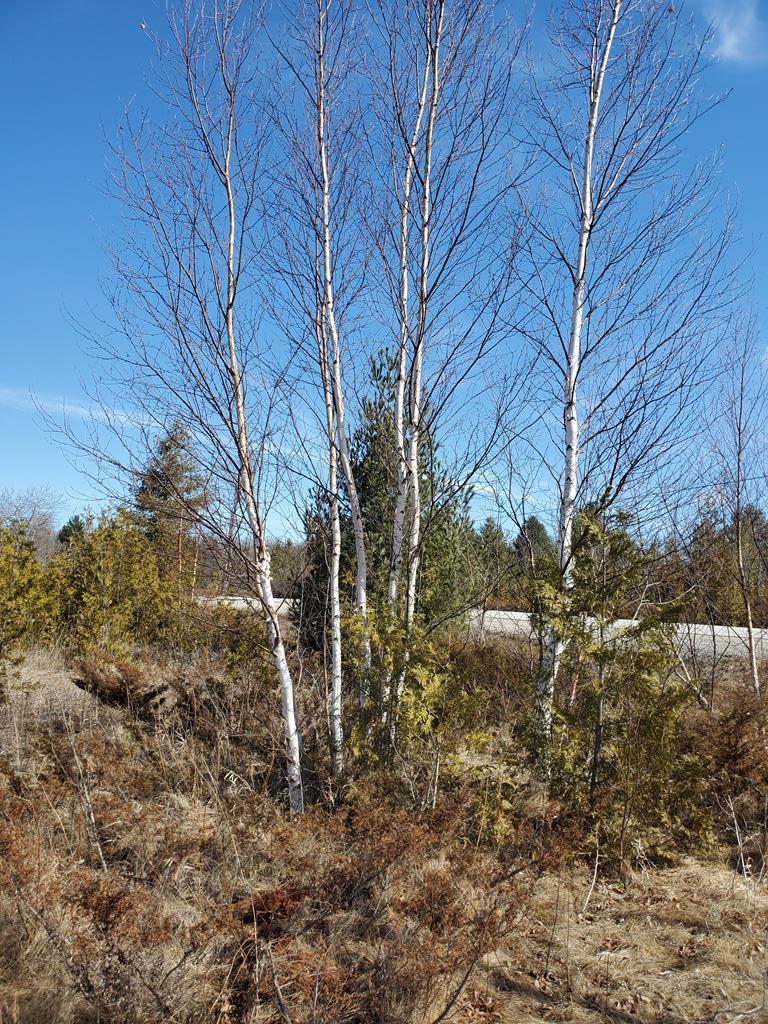 Lot 11 Timberline Road Ellison Bay, WI 54210 - Photo 1 of 1