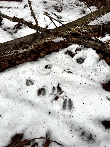 $1,300,000 | 1156 Baird Road, Barton, VT 05822