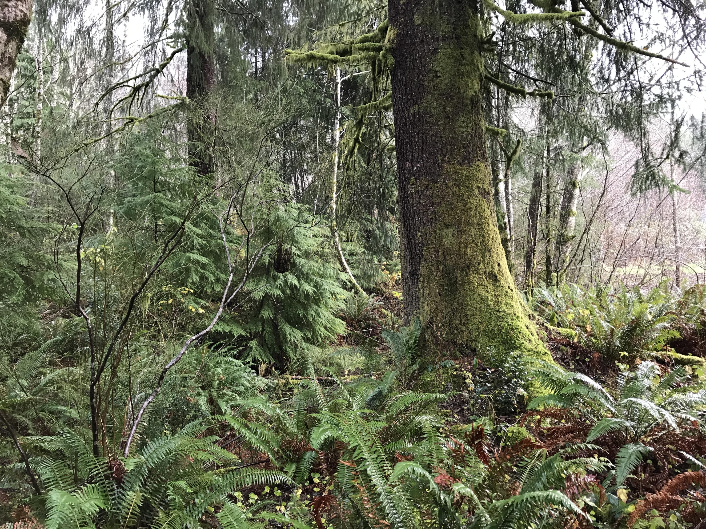 V/l Miami Foley Road Nehalem, OR 97131 - Photo 8 of 21 Lot