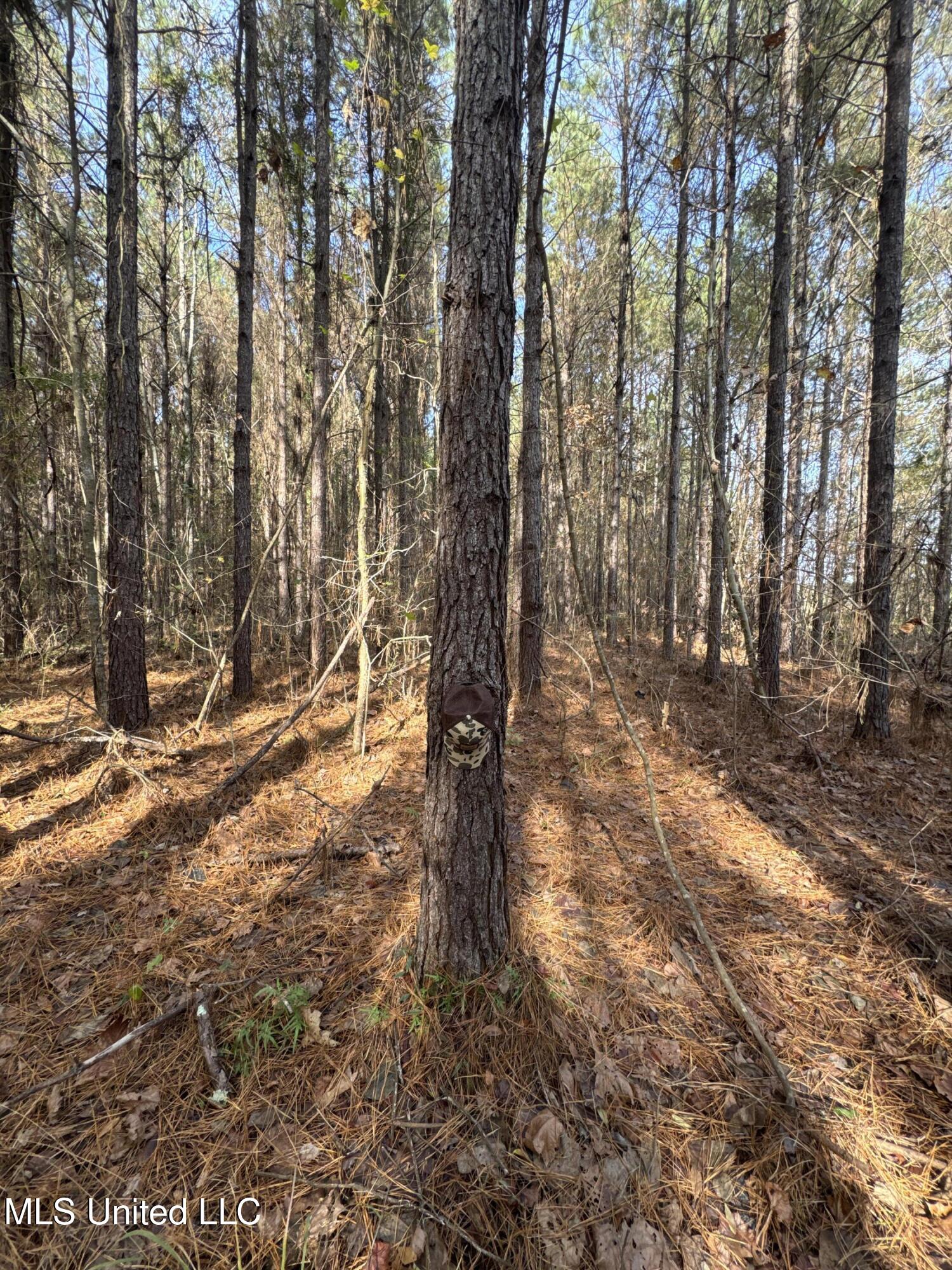 1 Whiddon Road Canton, MS 39046 - Photo 19 of 45 IMG_1621