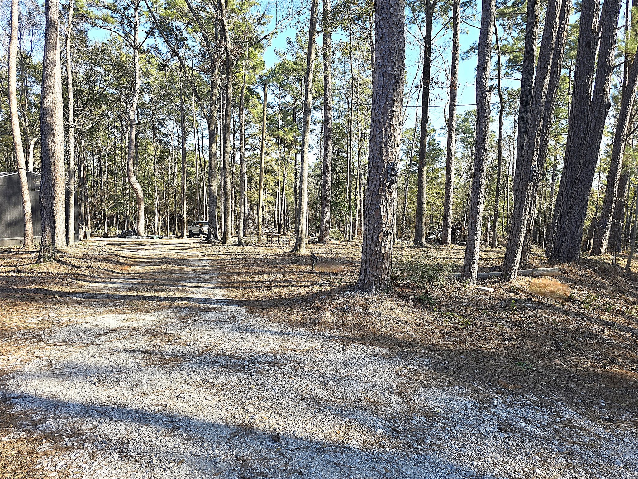 20 Morris Creek Road Coldspring, TX 77331 - Photo 28 of 29 This photo shows a rustic, wooded property with tall trees and a gravel driveway, providing a serene and natural setting.