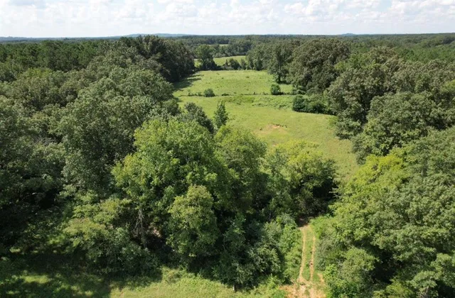 a view of a lush green forest with lots of trees