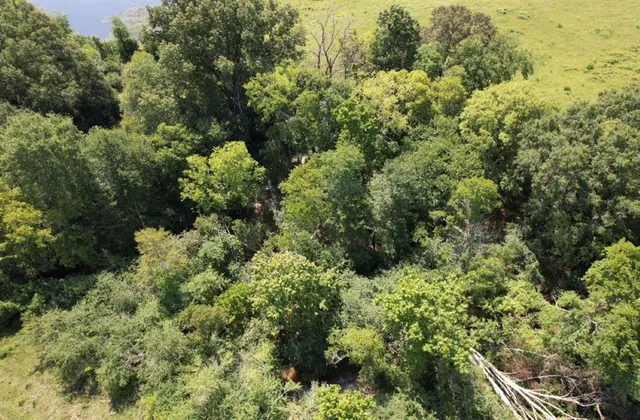a view of a garden with plants