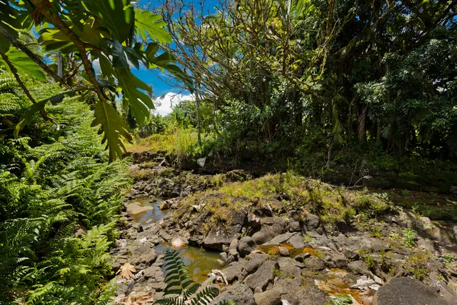 a plant that is in a garden