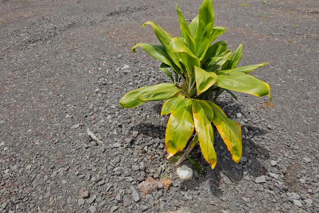 an aerial view of residential house with outdoor space and trees