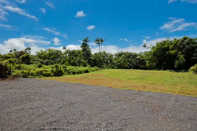 a view of a big yard with a large tree