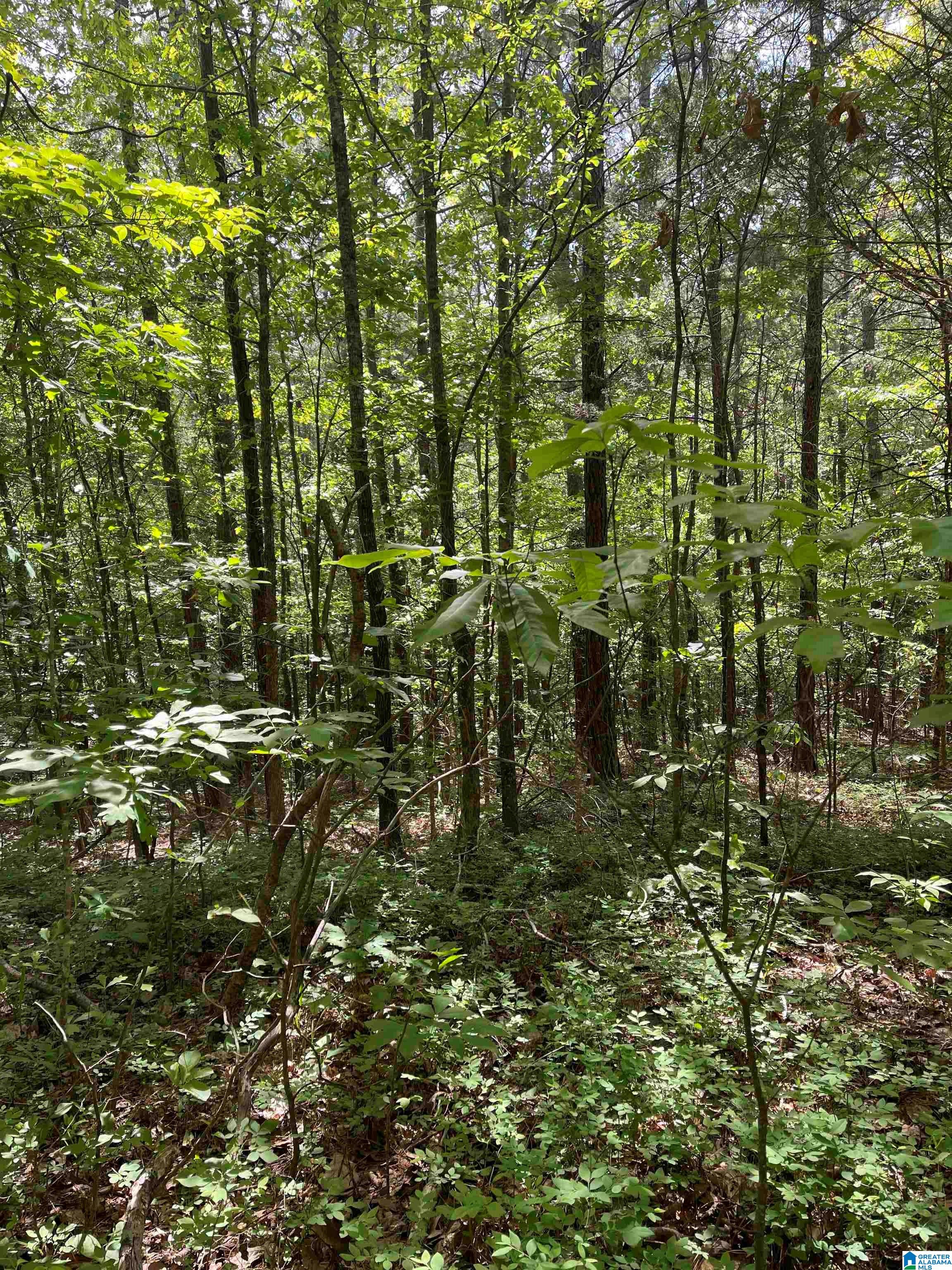 0 Pine Drive, Unit 7 Ohatchee, AL 36271 - Photo 6 of 14